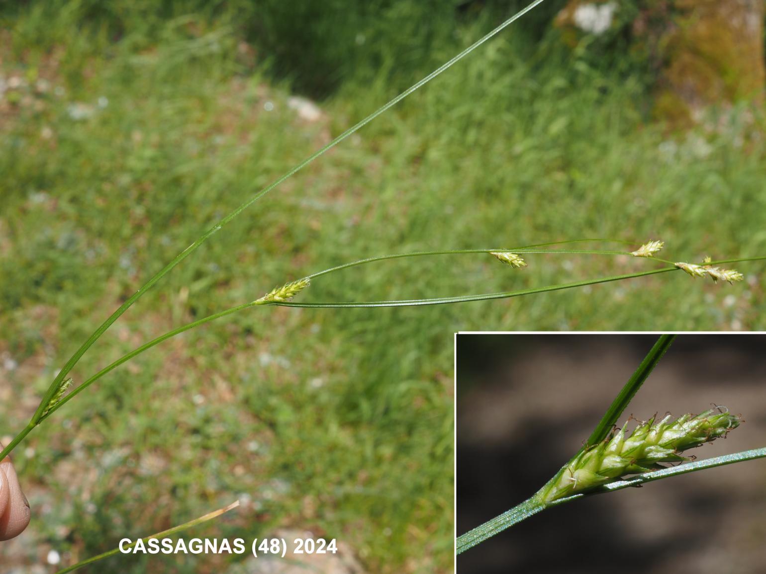 Sedge, Dotted